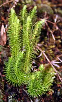 huperzia_suberecta_l01.jpg