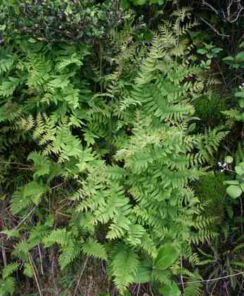 osmunda_regalis_l01.jpg