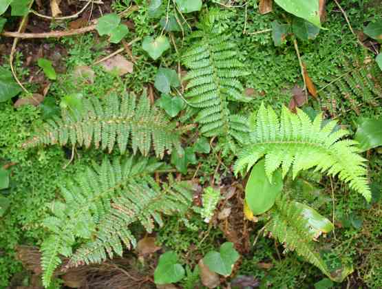 polystichum_setiferum_l01.jpg