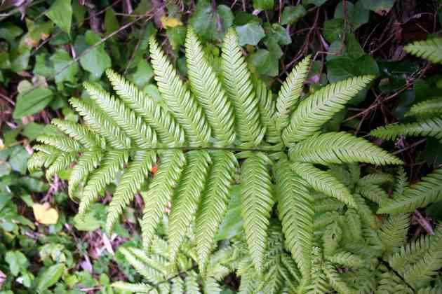 pteris_incompleta_l02.jpg