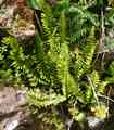 asplenium_marinum_l02.jpg