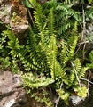Asplenium marinum L02 .jpg
