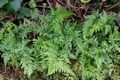 Asplenium onopteris L01 .jpg