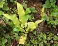 asplenium_scolopendrium_l03.jpg