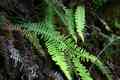 blechnum_spicant_l01.jpg