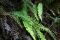 Blechnum spicant L01 .jpg