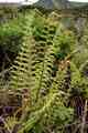 dryopteris_affinis_l01.jpg