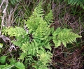 Dryopteris crispifolia L01 .jpg