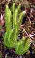 huperzia_suberecta_l01.jpg