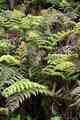 woodwardia_radicans_l02.jpg