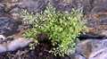 Asplenium-fissum-04.jpg