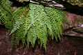 Asplenium-fontanum-03.jpg