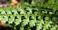 Asplenium-fontanum-04.jpg