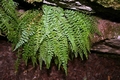 Asplenium fontanum #03.jpg