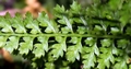 Asplenium fontanum #04.jpg