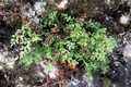 Asplenium-ruta-muraria-01.jpg