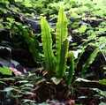 Asplenium-scolopendrium-01.jpg
