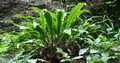 Asplenium-scolopendrium-04.jpg