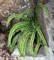 Asplenium-trichomanes-01.jpg