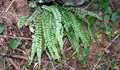 Asplenium-viride-01.jpg