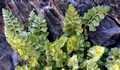 Asplenium-x-lessinense-02.jpg