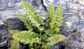 Asplenium-x-lessinense-04.jpg