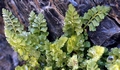 Asplenium x lessinense #02.jpg