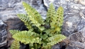 Asplenium x lessinense #04.jpg