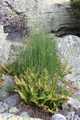 Equisetum-hyemale-01.jpg