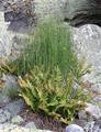 Equisetum hyemale #01.jpg