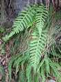 Polypodium.jpg