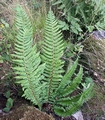 Polystichum aculeatum and lonchitis #01.jpg