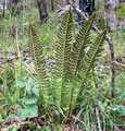 Polystichum-lonchitis-04.jpg
