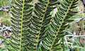 Polystichum-lonchitis-05.jpg