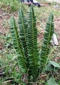 Polystichum lonchitis #02.jpg