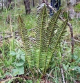 Polystichum lonchitis #04.jpg