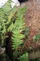 Polystichum-x-illyricum-01.jpg