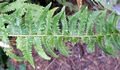 Polystichum x illyricum #02.jpg