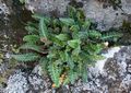 Asplenium octoploideum.jpg