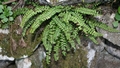 Asplenium trichomanes #01.jpg