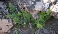 Cheilanthes guanchica #02.jpg