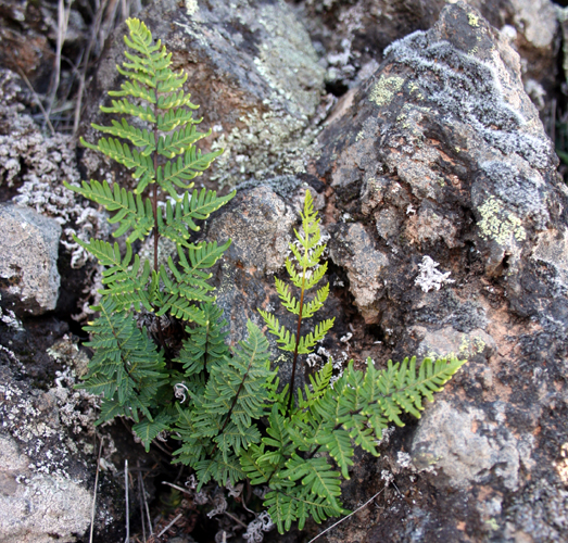 Cheilanthes pulchella 1.jpg
