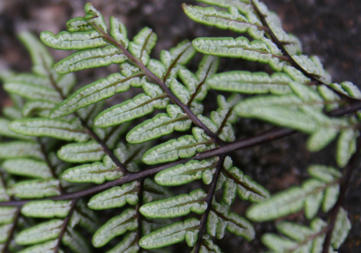 Cheilanthes pulchella 2.jpg