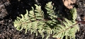 Cheilanthes pulchella #062.jpg