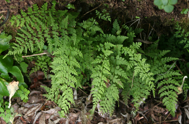 Cystopteris diaphana 1.jpg