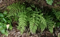 Cystopteris diaphana #02.jpg