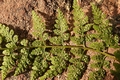 Cystopteris diaphana #05.jpg