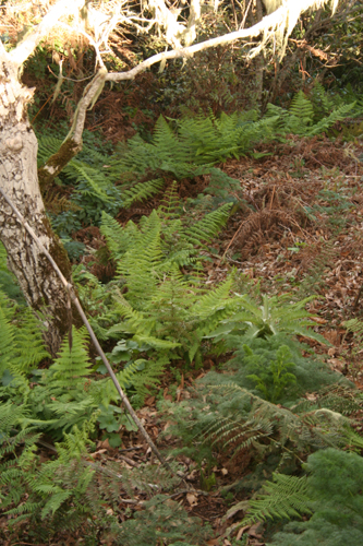 Dryopteris oligodonta 1.jpg