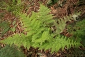 Dryopteris oligodonta #03.jpg