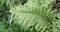 Polypodium azoricum #01.jpg